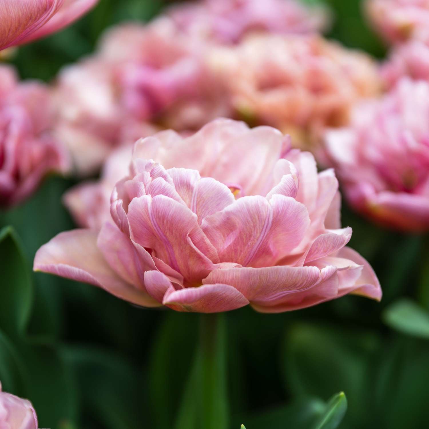 Tulpe 'Beachberry' - Tulipaner